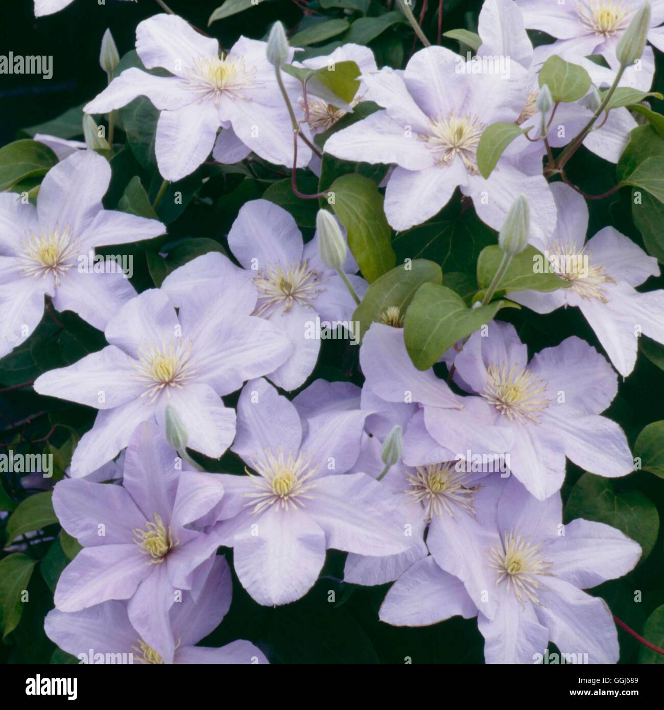 Clematis - `Silver Moon'   CLE025886 Stock Photo